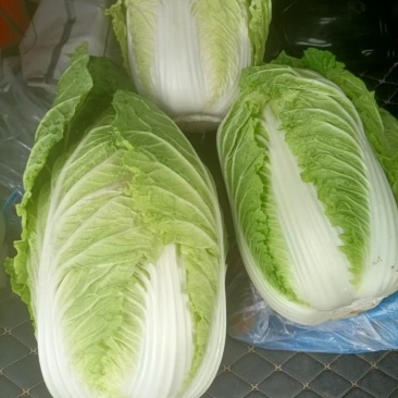 黄心菜杠菜辣椒萝卜花生地瓜