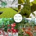 磷酸二氢钾花肥植物家用养花花肥绿萝磷钾肥