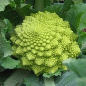 宝塔菜花