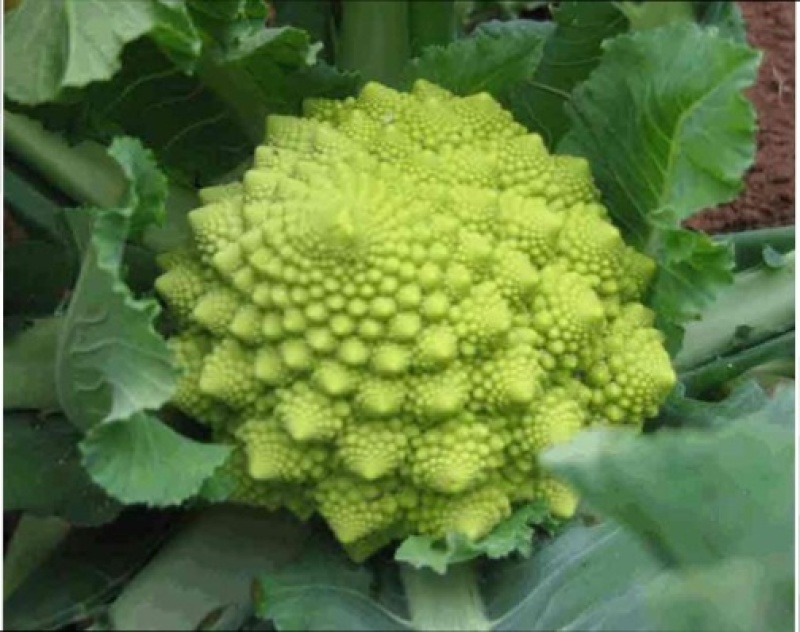 宝塔菜花