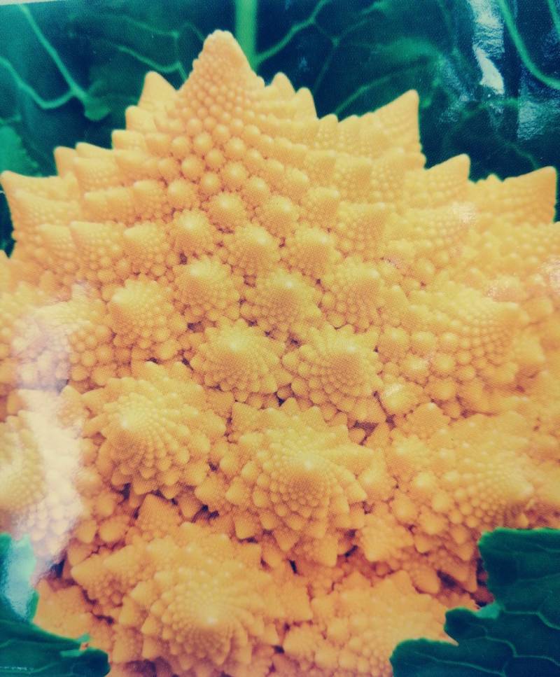 宝塔菜花