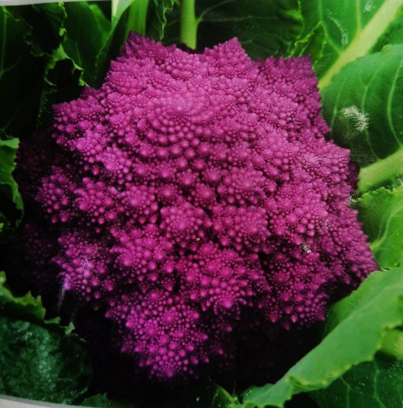宝塔菜花