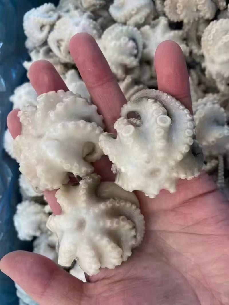 盐揉八爪鱼新鲜冷冻迷你小章鱼盐揉章鱼八爪鱼去内脏小章鱼