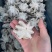 盐揉八爪鱼新鲜冷冻迷你小章鱼盐揉章鱼八爪鱼去内脏小章鱼