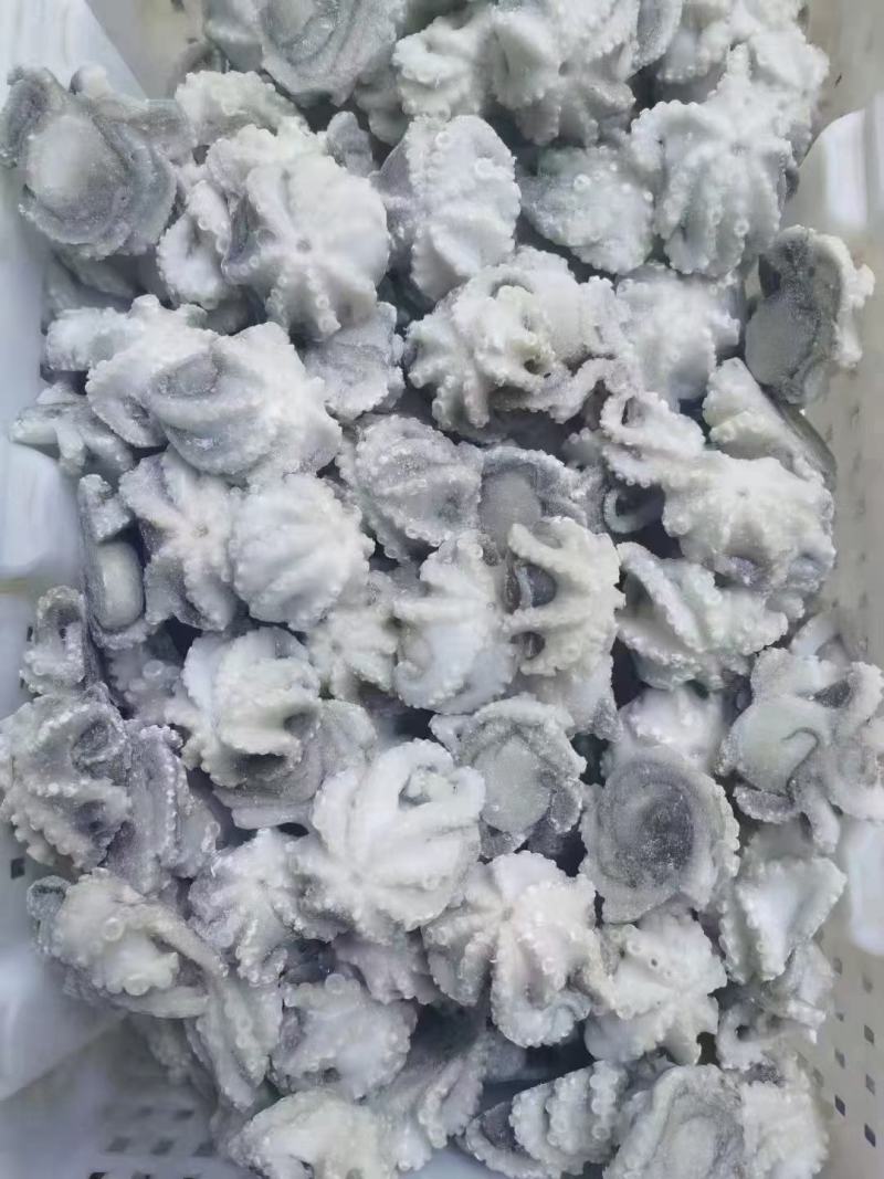盐揉八爪鱼新鲜冷冻迷你小章鱼盐揉章鱼八爪鱼去内脏小章鱼