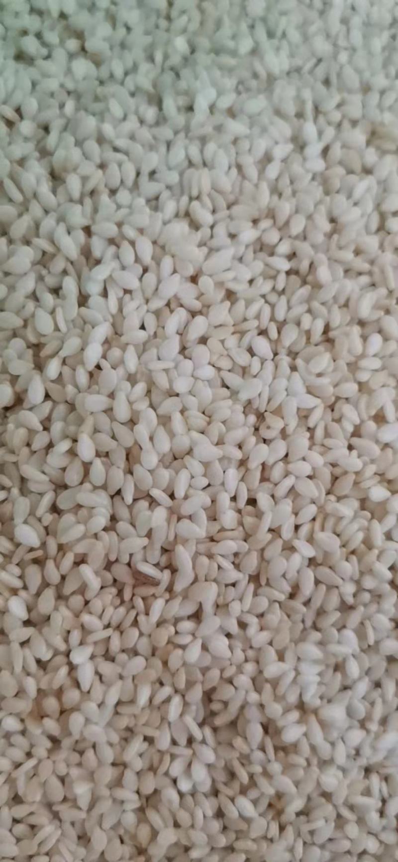 精品芝麻，白芝麻（进口白芝麻）脱皮白芝麻