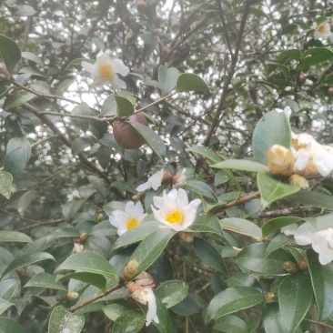 白花油茶鲜果