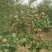 白花油茶鲜果