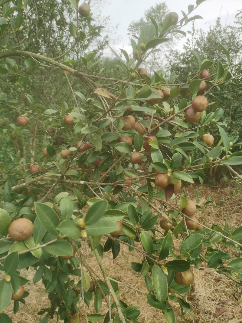 白花油茶鲜果