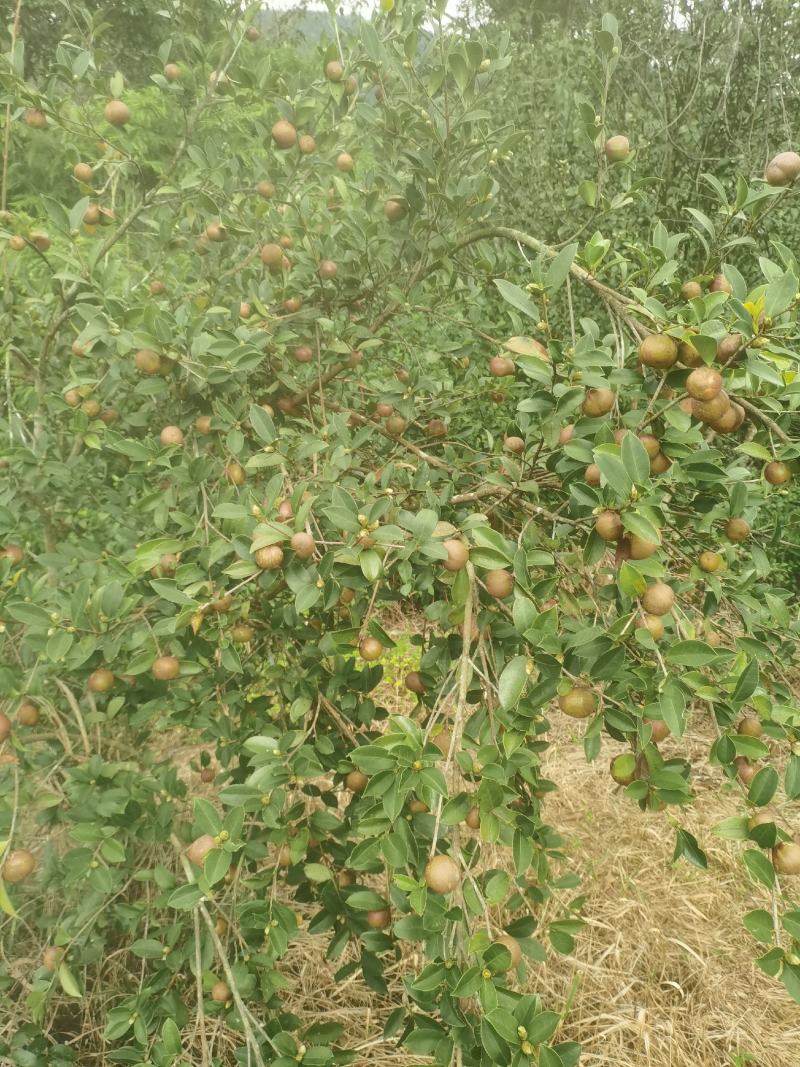 白花油茶鲜果