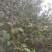 白花油茶鲜果