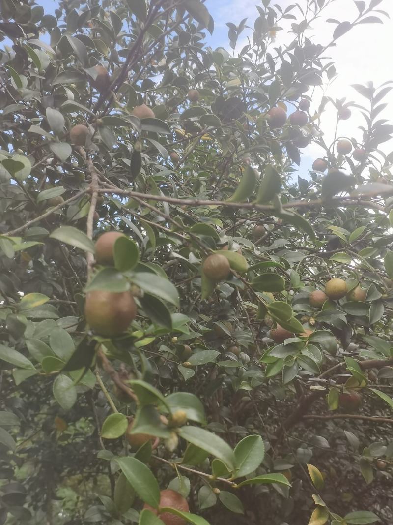 白花油茶鲜果