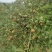 白花油茶鲜果
