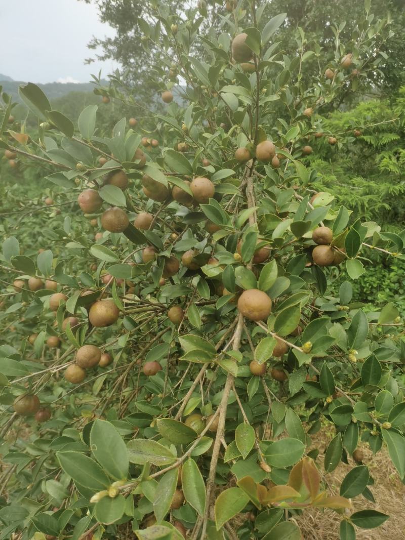 白花油茶鲜果