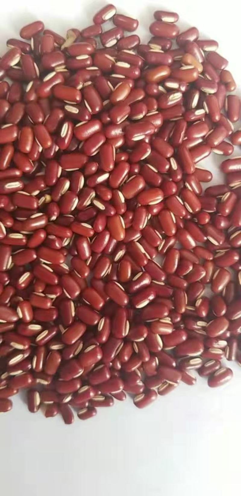 赤小豆（进口，国产）基地直发，大量有货，品种保证