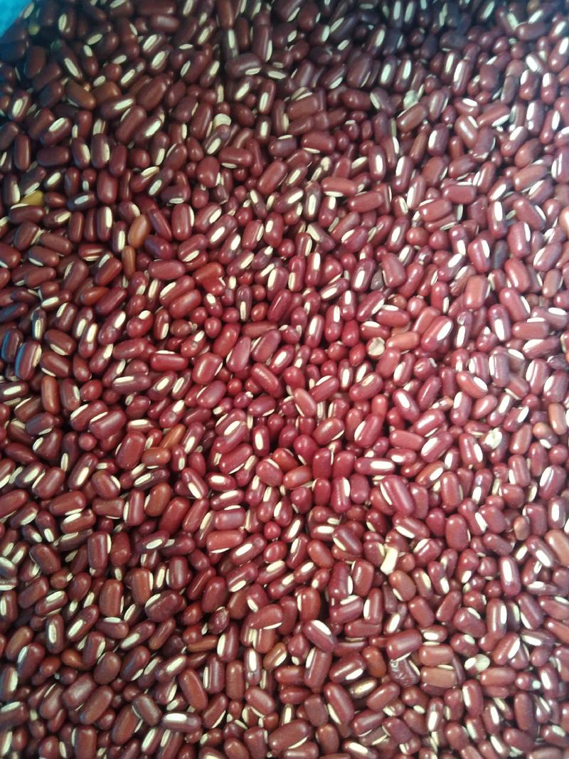 赤小豆（进口，国产）基地直发，大量有货，品种保证