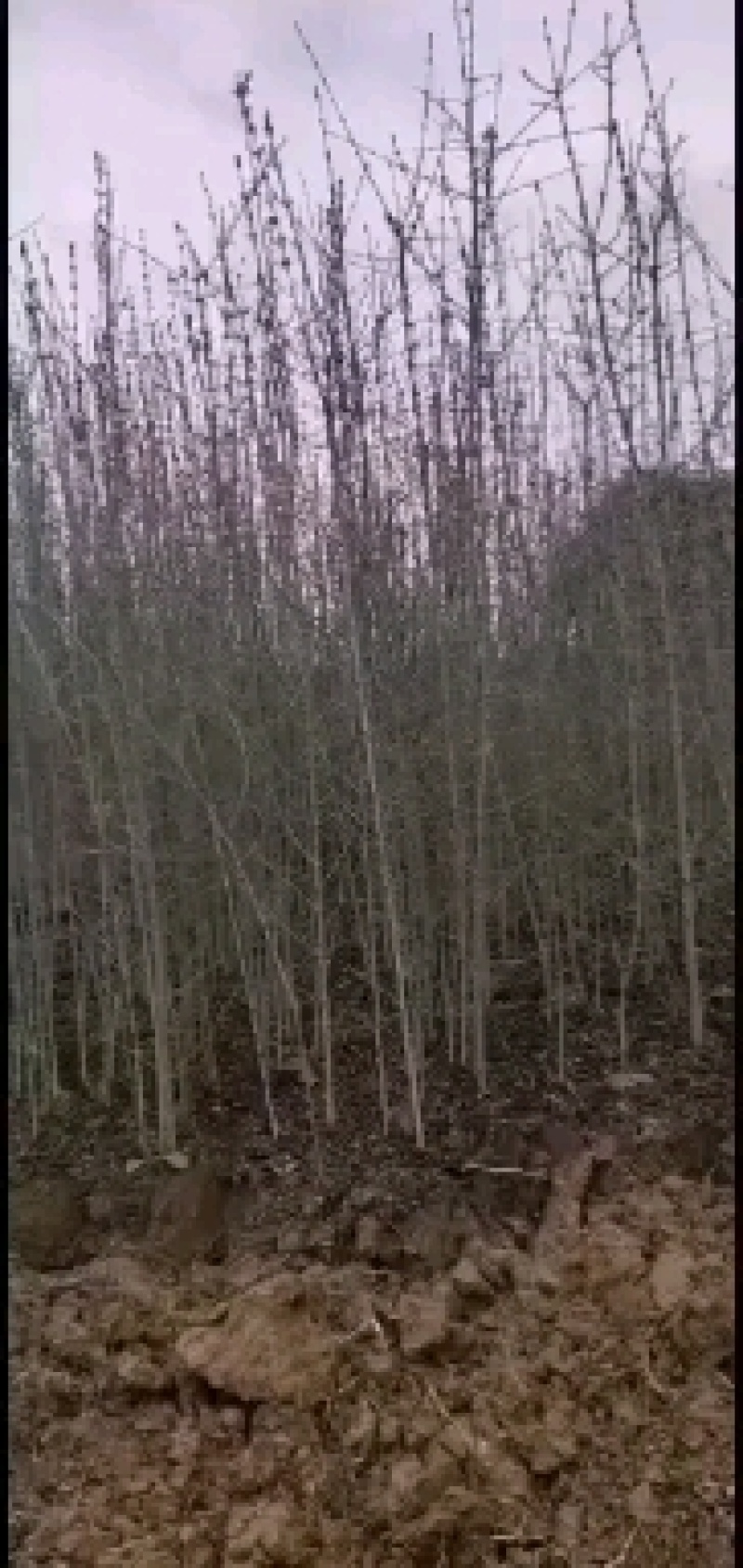 对接白蜡苗木