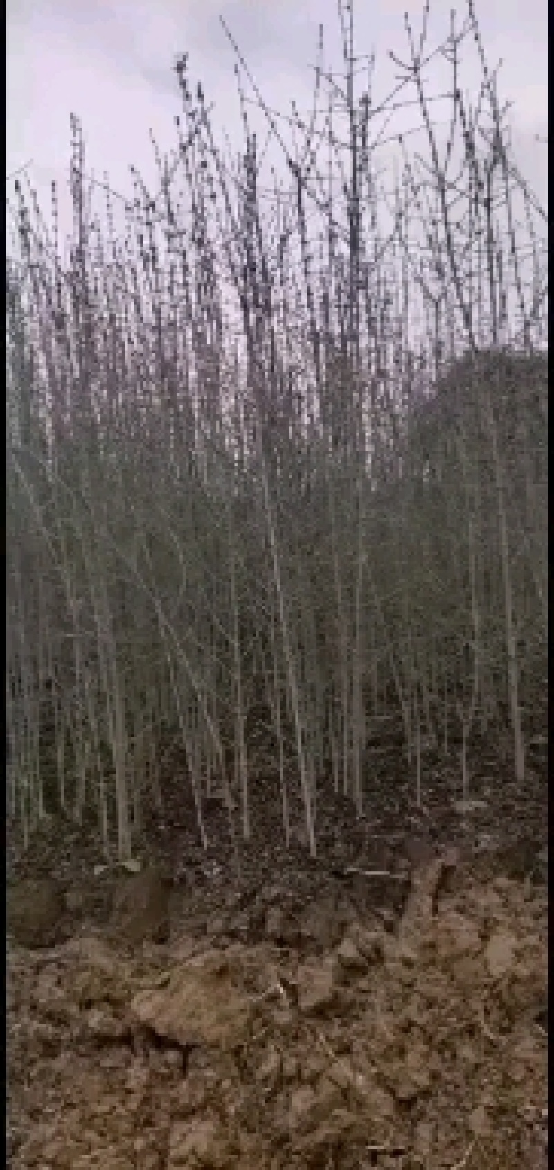 对接白蜡苗木
