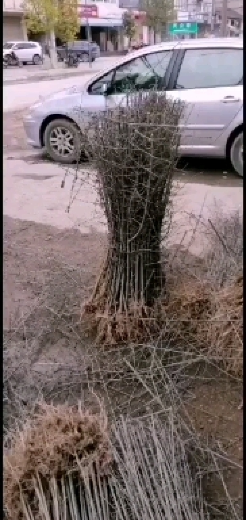 对接白蜡苗木