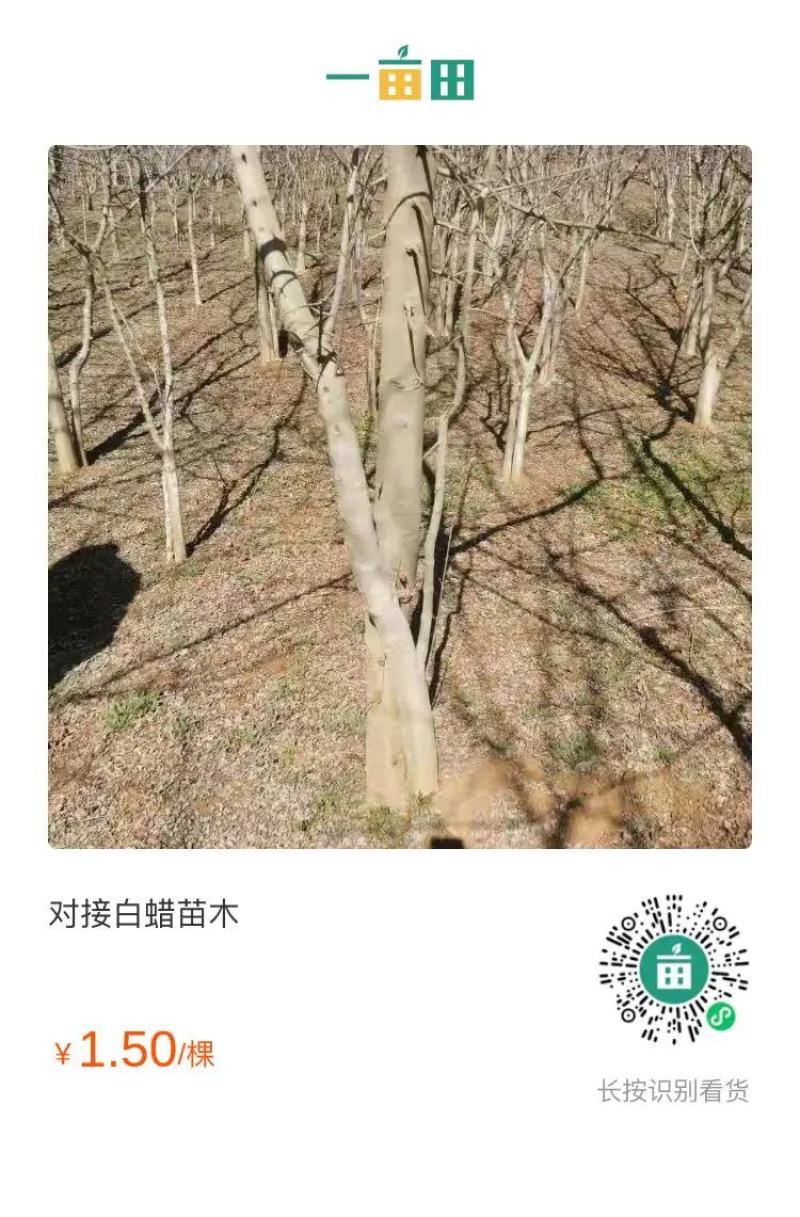 对接白蜡苗木