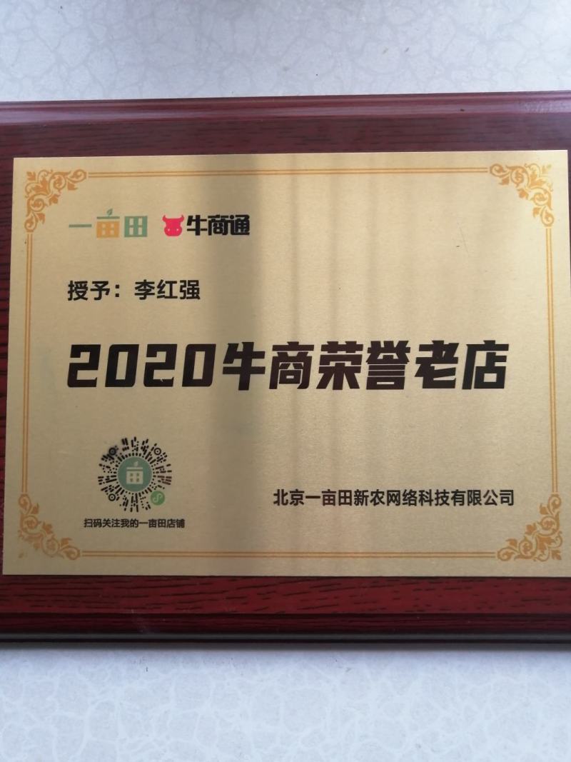黄金梨树苗黄金梨苗梨树苗成活率高包技术
