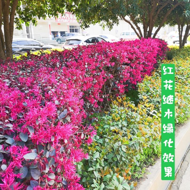 红继木苗红花继木园林绿化工程红继木小苗自产自销批发价