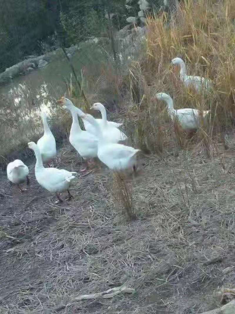 白鹅苗，厂家直销包运输路途成活包打液氮马立克疫苗
