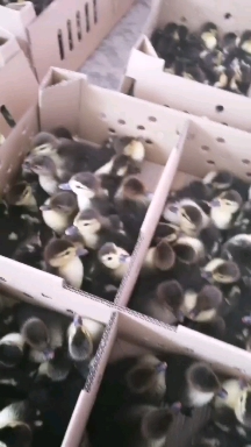 黑洋鸭苗白洋鸭苗，湖南厂家直销包运输，打液氮马立克疫苗