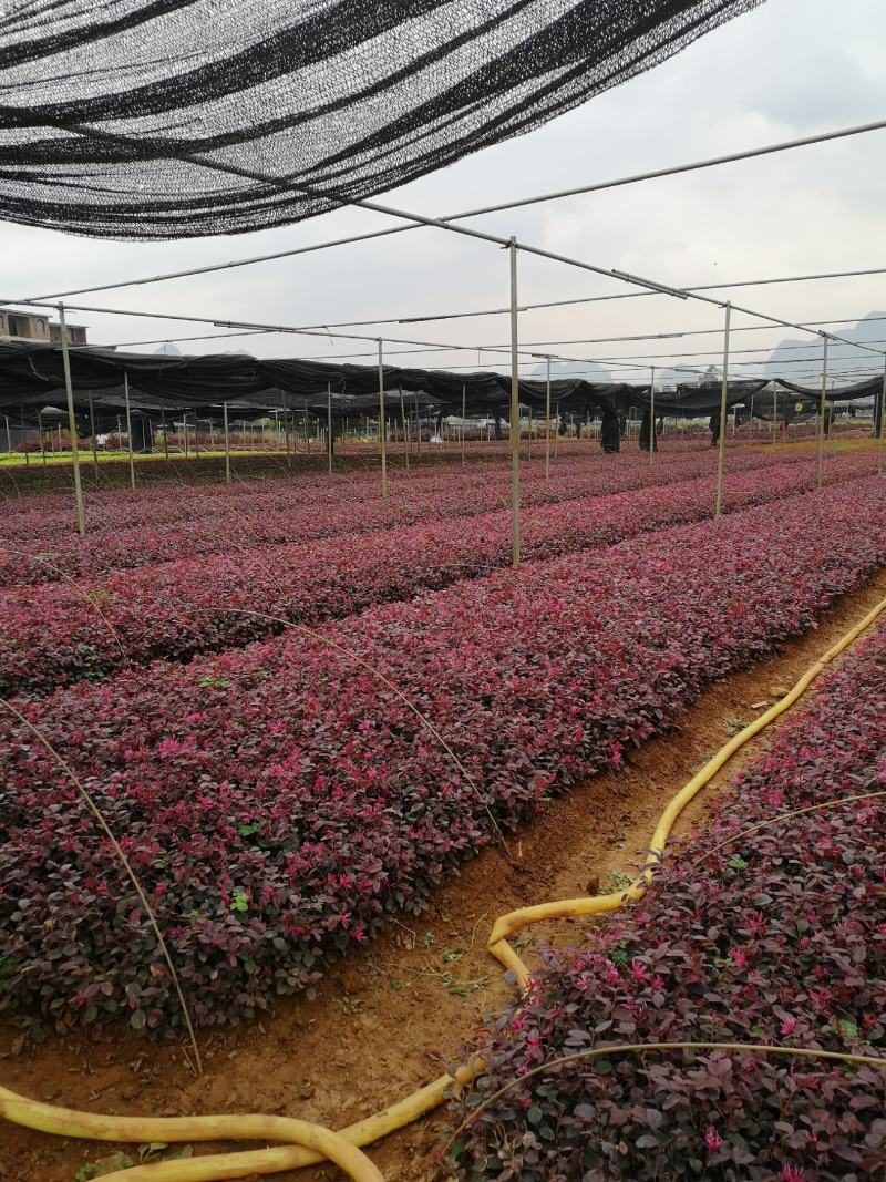 红继木苗红花继木园林绿化工程红继木小苗自产自销批发价
