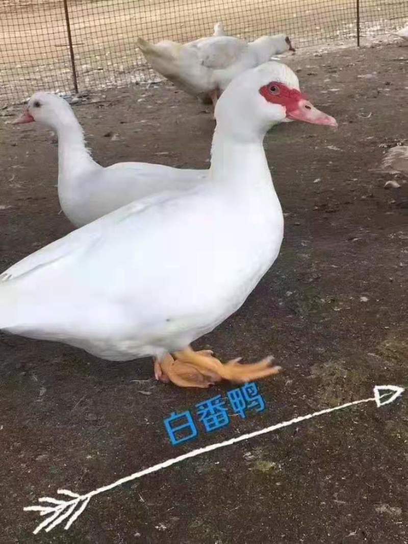 黑洋鸭苗白洋鸭苗，湖南厂家直销包运输，打液氮马立克疫苗