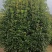 桂花，桂花树，丛生桂花树，3米，4米冠【鸿洋园艺】
