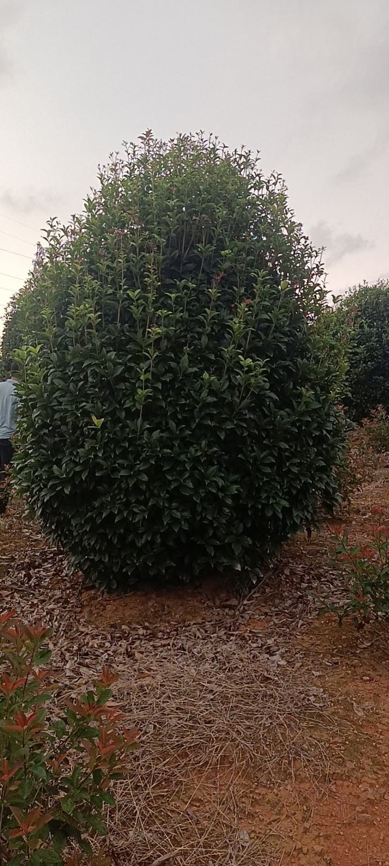 桂花，桂花树，丛生桂花树，3米，4米冠【鸿洋园艺】