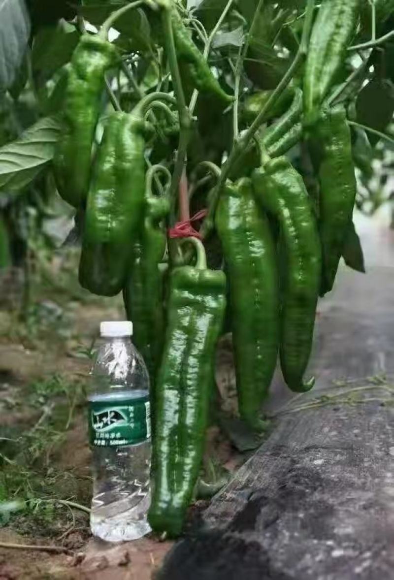 辣椒，薄皮辣椒，/301辣椒，皮亮现货现发，