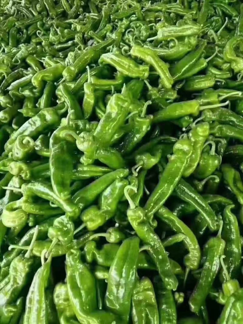 辣椒，薄皮辣椒，/301辣椒，皮亮现货现发，