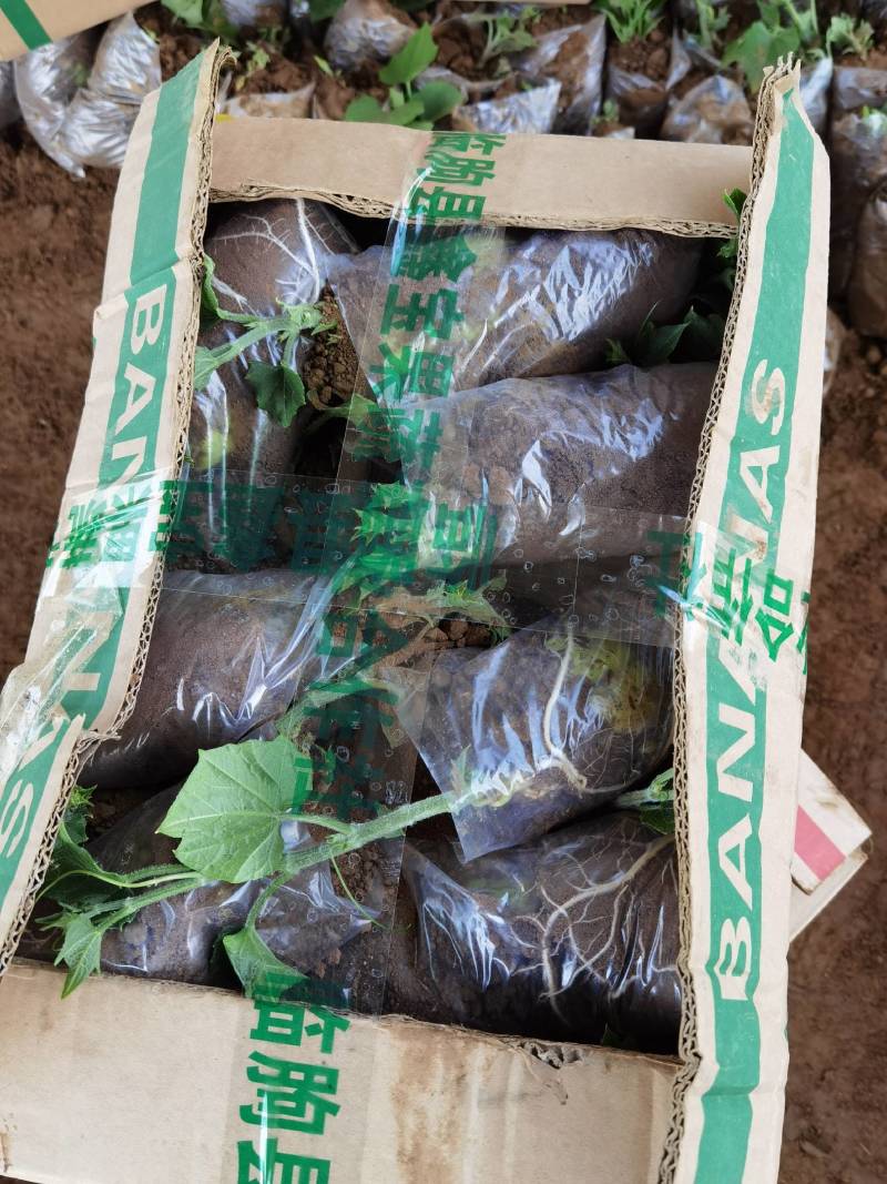 佛手瓜苗子，基地直供，保质保量，量大从优