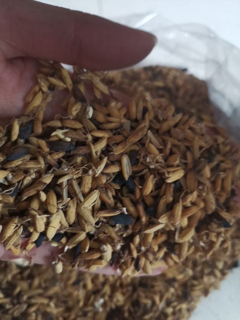 炒稻芽1公斤发货可视频看货