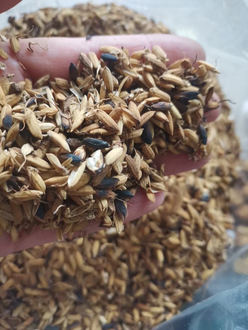 炒稻芽1公斤发货可视频看货