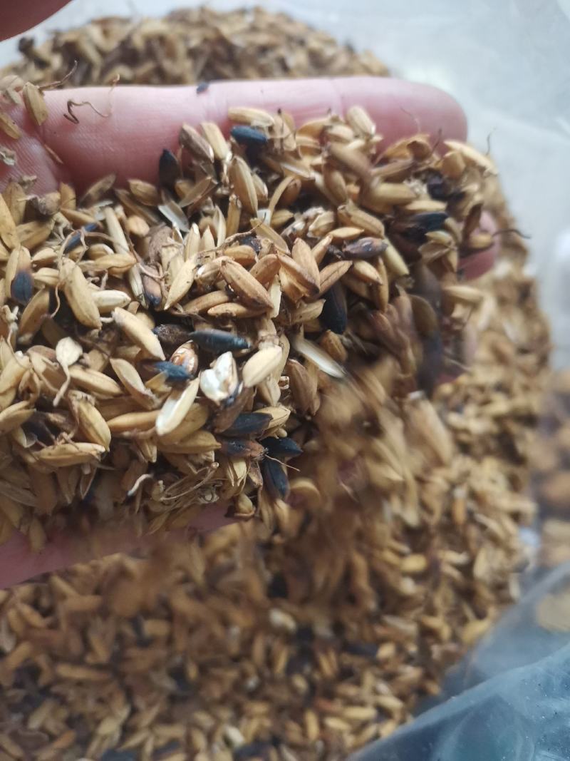 炒稻芽1公斤发货可视频看货