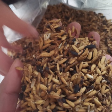 炒稻芽1公斤发货可视频看货