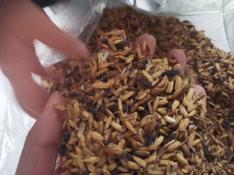 炒稻芽1公斤发货可视频看货