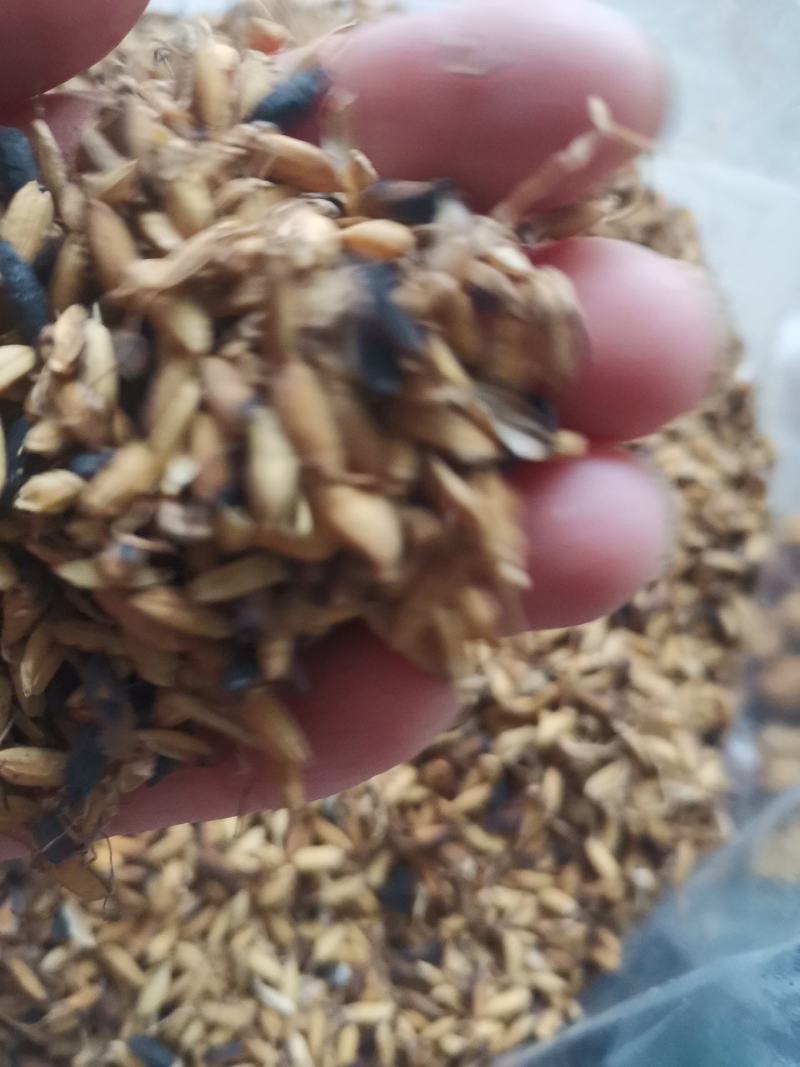 炒稻芽1公斤发货可视频看货