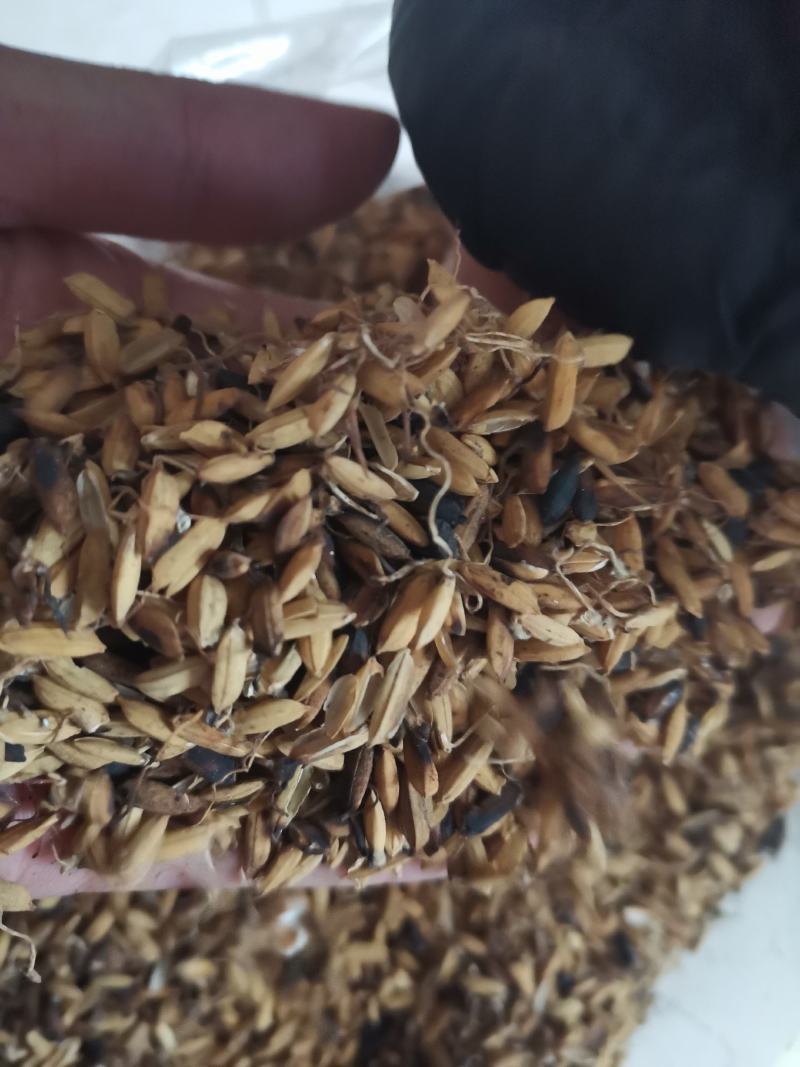 炒稻芽1公斤发货可视频看货
