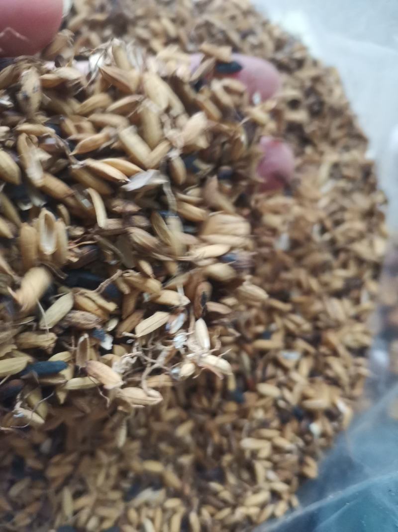 炒稻芽1公斤发货可视频看货