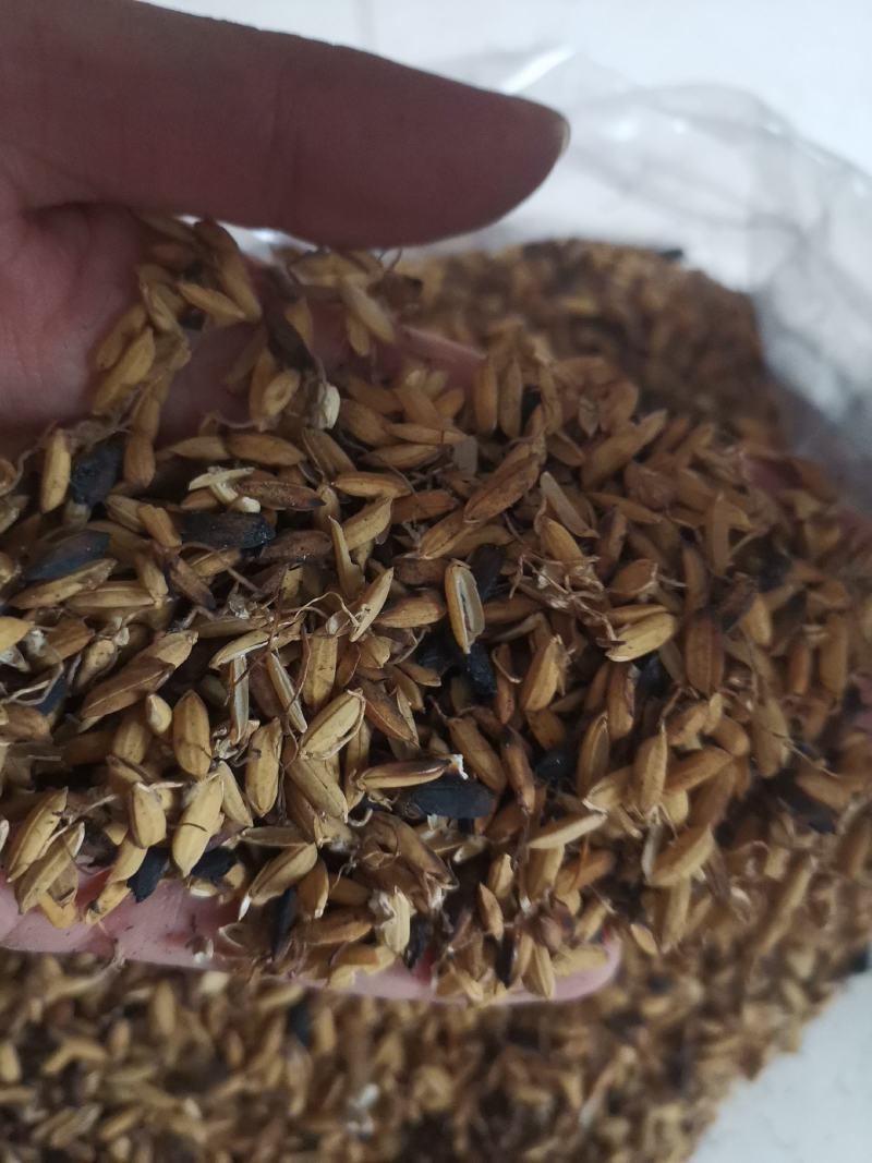 炒稻芽1公斤发货可视频看货