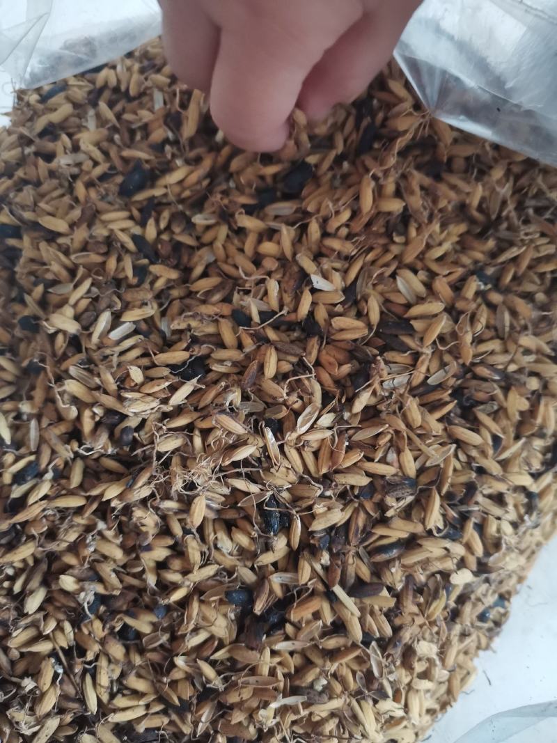 炒稻芽1公斤发货可视频看货