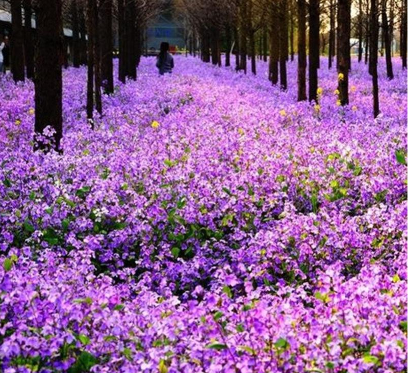 二月兰种子四季种易存活二月兰多年生宿根花卉诸葛菜种子耐荫