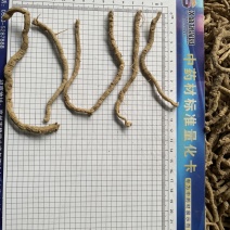 精选远志、无硫熏蒸远志、远志手选精品、抽芯、去芯、大筒