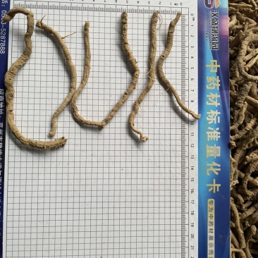 精选远志、无硫熏蒸远志、远志手选精品、抽芯、去芯、大筒
