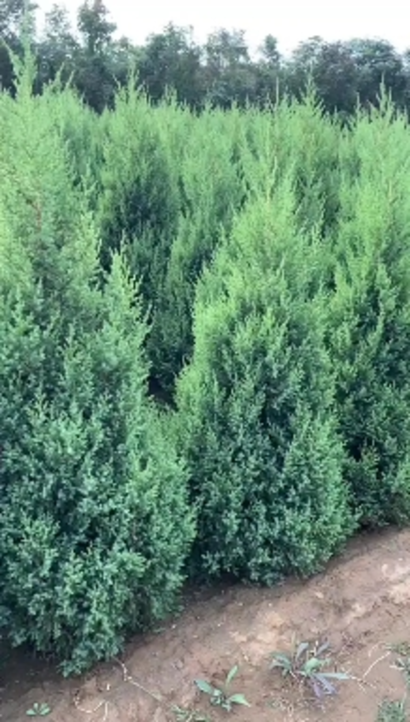 望都塔桧望都塔松四季常绿用于高速隔离带墓地荒山造林苗木