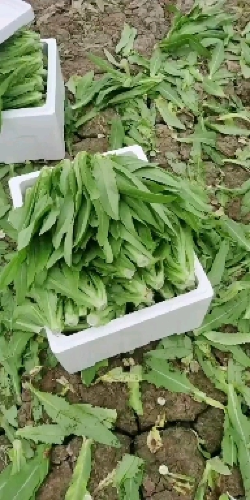 油麦菜